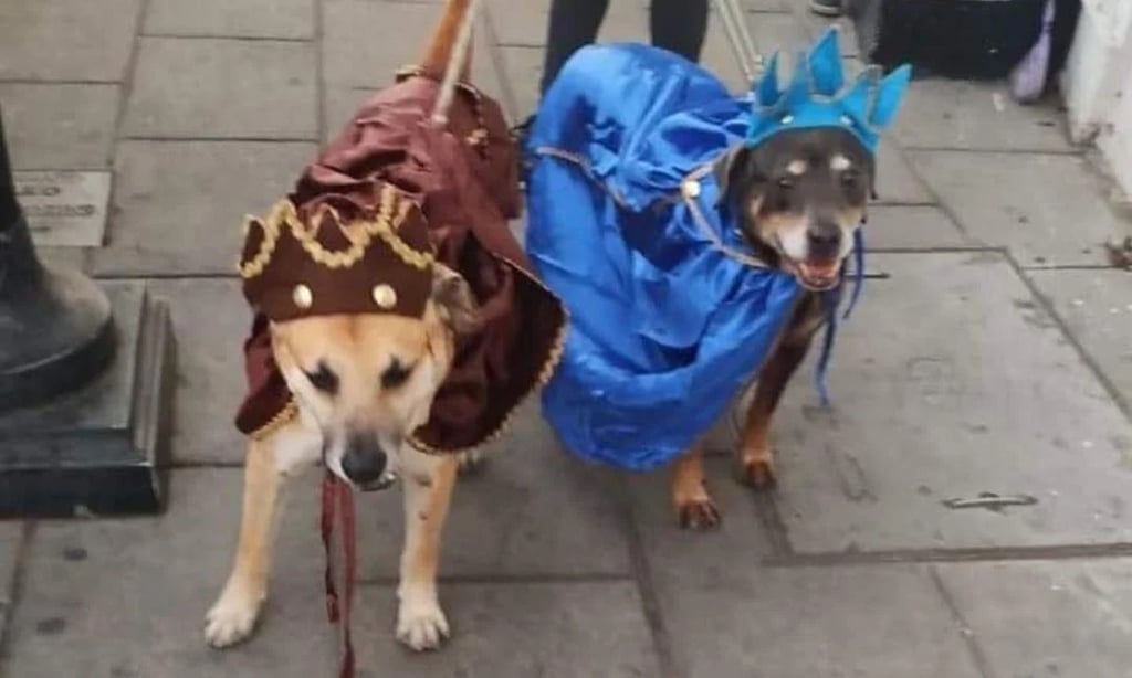 Perrito Mazap N Se Viste De Rey Mago Para Ayudar A Otro En Situaci N