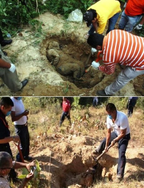 Hallan 10 cadáveres en fosas clandestinas en Veracruz El Siglo de Torreón