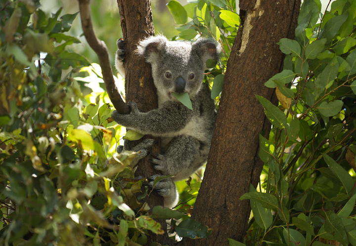 Cambian koalas su hábitat ante calor y sequía