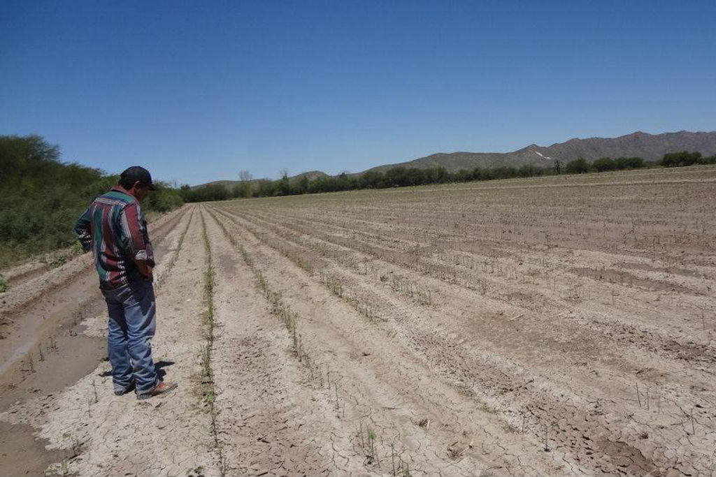 Daña el granizo mil hectáreas de cultivo El Siglo de Torreón