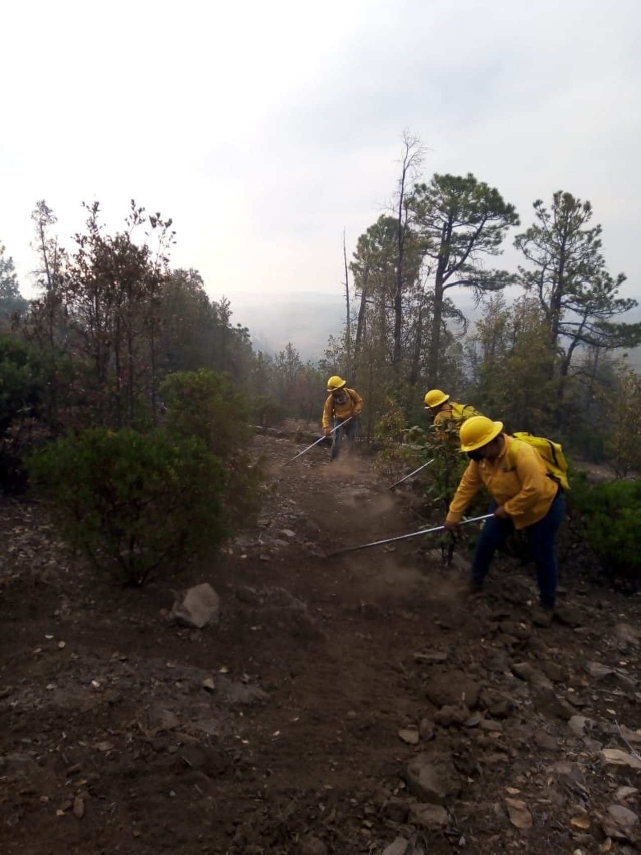 Reportan 17 Incendios Forestales Activos En Durango