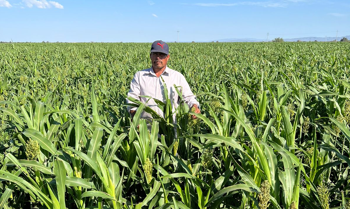 Prevén pérdidas por sorgo de hasta el 50 en producción de La Laguna