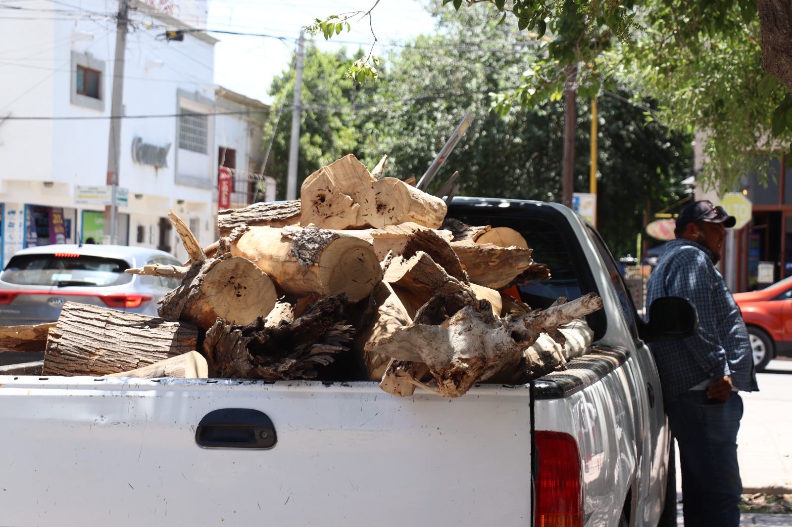 Retiran Rboles Secos De La Plaza Principal De Lerdo Representaban Un