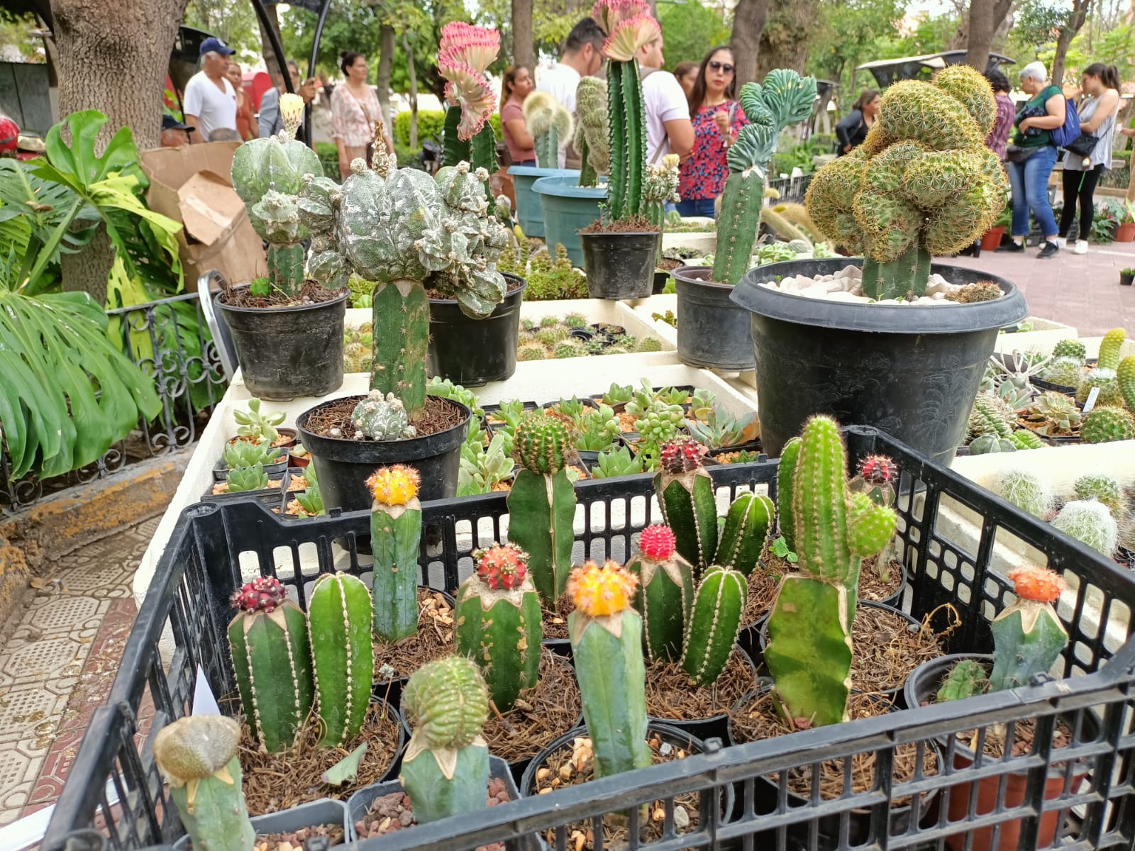 Presentan Expo Cactus y Suculentas en Lerdo El Siglo de Torreón