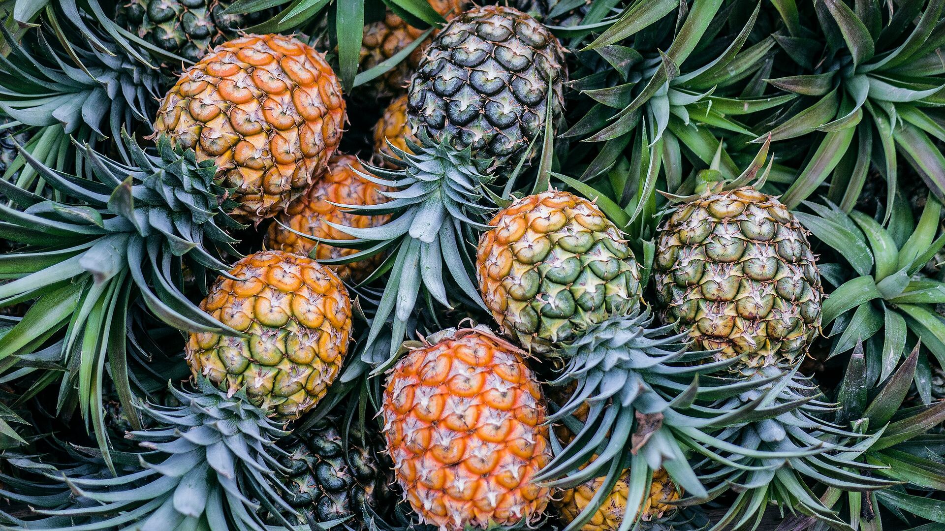 La fruta que es ideal para consumir en las mañanas