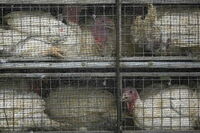 Incrementan seguridad en EU tras brote de gripe aviaria