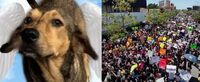 Con mega marcha exigen justicia para 'Rodolfo', el perrito asesinado en Los Mochis