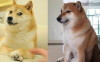 VIRAL: Este es el origen de los perros tras los memes de 'Doge' y 'Cheems'