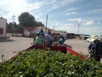 Alzas en electricidad 'ahorcan' a productores agrícolas en San Pedro