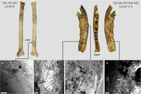 Investigadores descubren herramientas de hueso para fabricar ropa de hace 120 mil años
