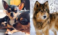 'Influencers' clonan a sus mascotas para continuar generando ingresos en redes sociales