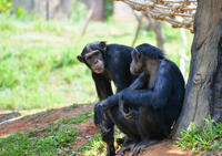 Chimpancés se preocupan por curar las heridas de sus congéneres
