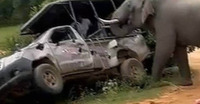 VIDEO: Elefante embiste un vehículo lleno de turistas en Sri Lanka