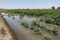 Agua en La Laguna, con alta concentración de químicos