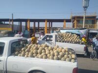 Asociación de Productores de Melón y Sandía busca reordenar 'Las Meloneras'