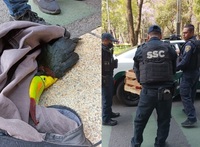 Mujer encuentra a tucán herido en Paseo de la Reforma y policías lo extravían 