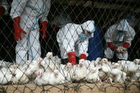 ¿Qué se sabe de la gripe aviar del recluso en Colorado?