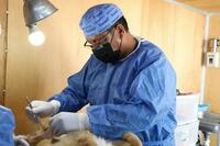 Promueven bienestar animal, invitan a esterilizar mascotas en Saltillo