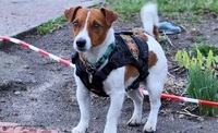 Reconocen con medalla a 'Patron', perro que ha salvado a cientos de personas en Ucrania