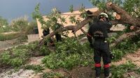 Tormenta derriba árboles en Monclova