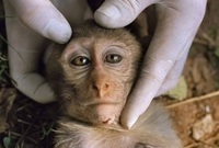 Detectan en Reino Unido primer caso humano de viruela de mono
