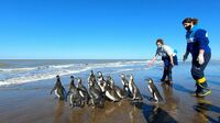 Pingüinos regresan al mar en Argentina tras ser rescatados y rehabilitados