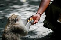 Rusia asegura que no hay casos de la viruela del mono en su territorio