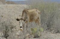 Persiste mortandad de ganado bovino por sequía en Durango