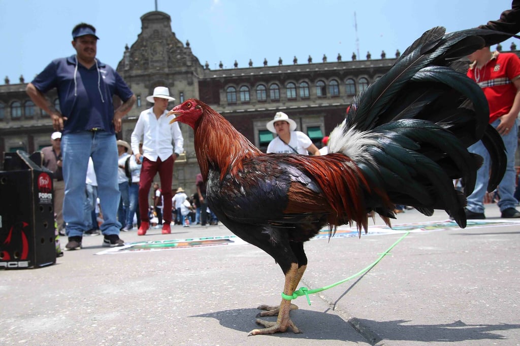 Defensores de tauromaquia y peleas de gallos marchan hasta Palacio Nacional