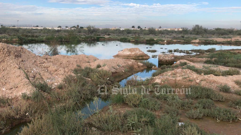 ¡Hasta con patos! Denuncian laguna de presuntas aguas grises en Torreón
