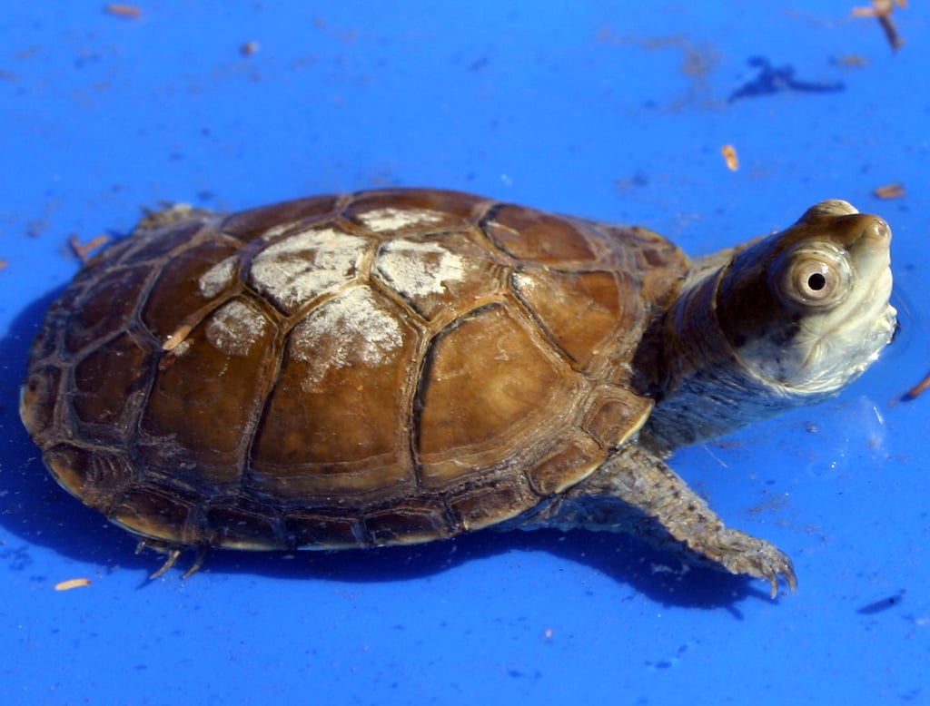 Se estima que al menos el 90 por ciento de la biodiversidad en el estado permanece desconocida; aun así, son numerosas las especies que han sido descubiertas en este territorio.