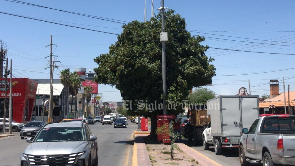 Evalúan árboles antes de ser retirados por obra del Sistema Vial Abastos Independencia