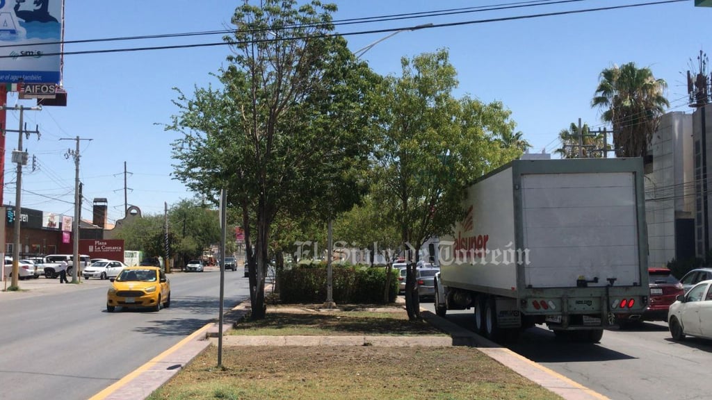 Evalúan árboles antes de ser retirados por obra del Sistema Vial Abastos Independencia
