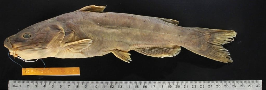 Una nueva especie de pez gato, “Ictalurus nazas” fue oficialmente descrita por investigadores de la Facultad de Ciencias Biológicas campus Gómez Palacio de la Universidad Juárez del Estado de Durango (UJED), marcando un avance significativo en el conocimiento de la biodiversidad del norte de México. 

Se trata de una especie endémica de la cuenca del río Nazas, identificada tras años de trabajo por el equipo del Laboratorio de Ecosistemas Dulceacuícolas, a través de la estudiante de doctorado Edith Ávila Treviño, del programa en Ciencias en Biodiversidad y Ecología de la citada facultad.