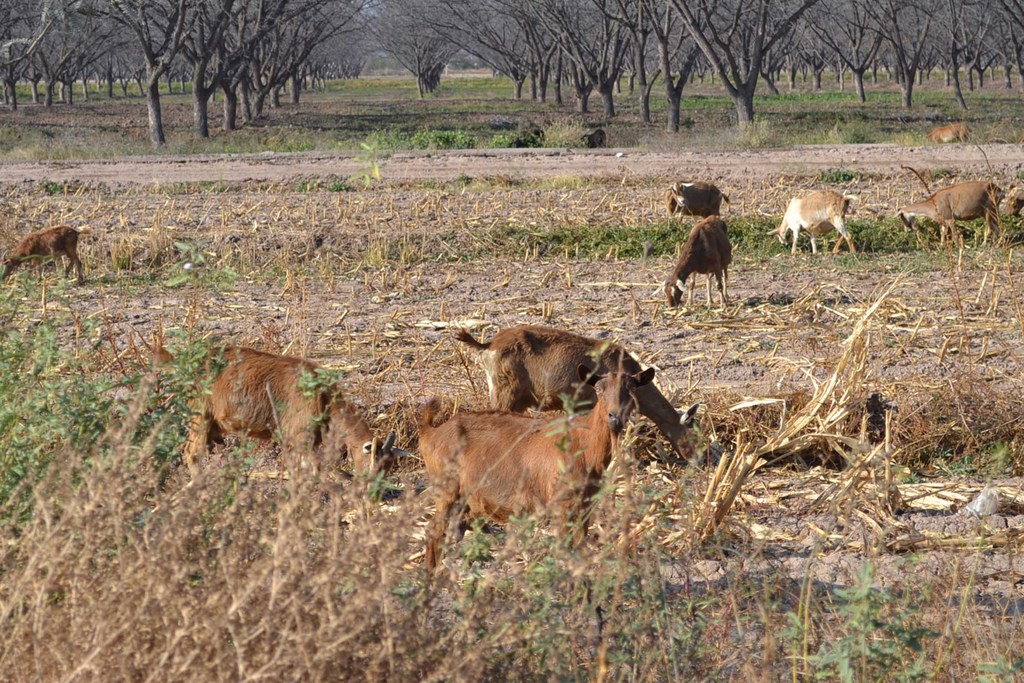 Falta de lluvias afectan a caprinocultores de la Laguna, debido a la escasez del pasto, principal alimento del ganado. (EL SIGLO DE TORREÓN)