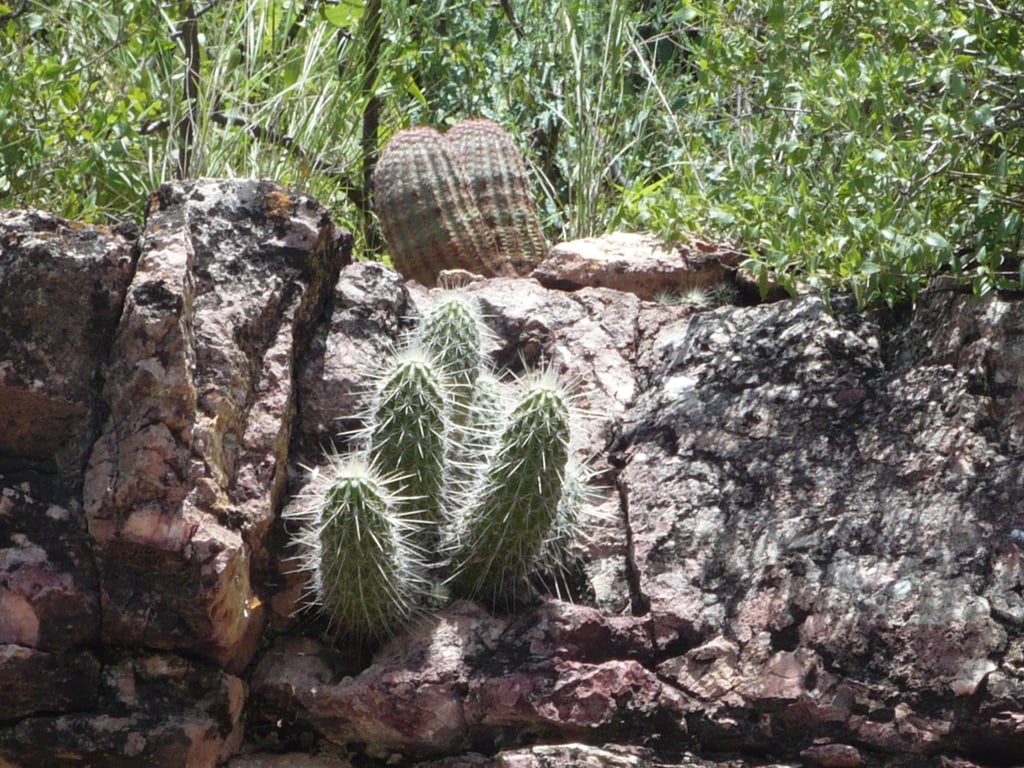 Plantas endémicas son investigadas por la Universidad Juárez.