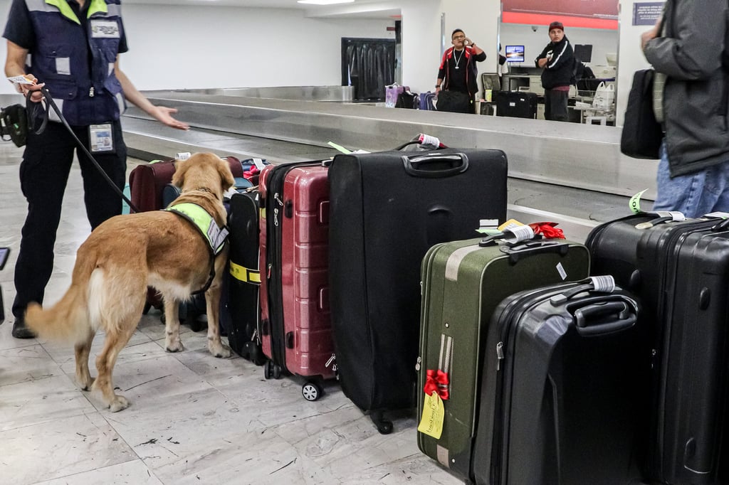 Oficiales sanitarios del Senasica, apoyados en binomios caninos, inspeccionan el equipaje.