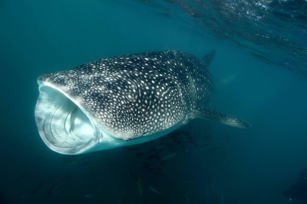 Los tiburones ballena son gigantes oceánicos de movimientos lentos que pueden llegar a medir hasta 20 metros de longitud. (EFE)