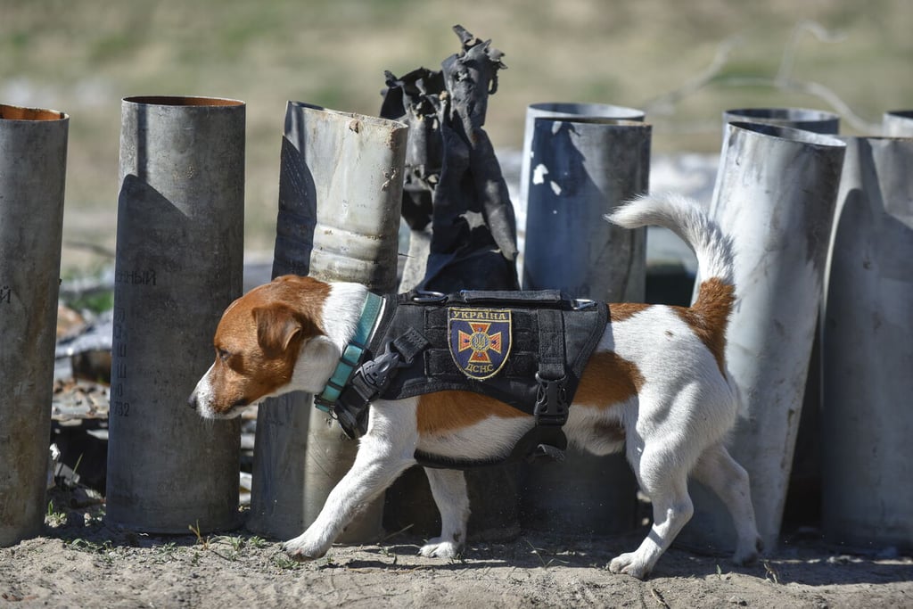 El perro fue entrenado para reconocer el olor de la pólvora. Cuando la detecta, da la indicación a Iliev, quien con sus compañeros se dedican entonces a desactivar los explosivos. (ARCHIVO)