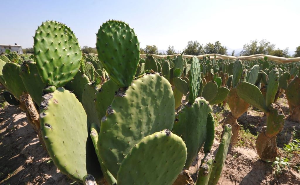 La Comarca Lagunera es de las zonas beneficiadas con el proyecto de Nopal Forrajero que impulsa la Sader. (EL SIGLO DE TORREÓN)