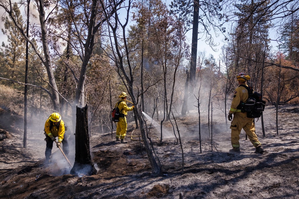 Tras incendios, Estados Unidos plantará 1,000 millones de árboles