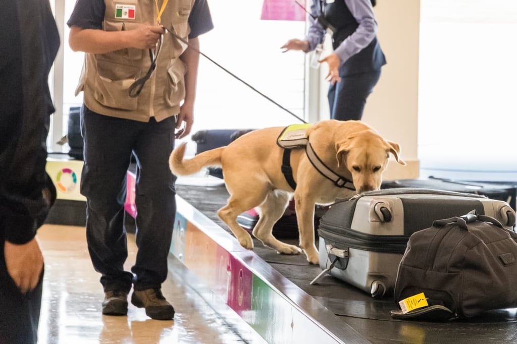 La vigilancia de la Sader es en puertos, aeropuertos y fronteras y se apoyan incluso en binomios caninos respecto al equipaje. (EL SIGLO DE TORREÓN)