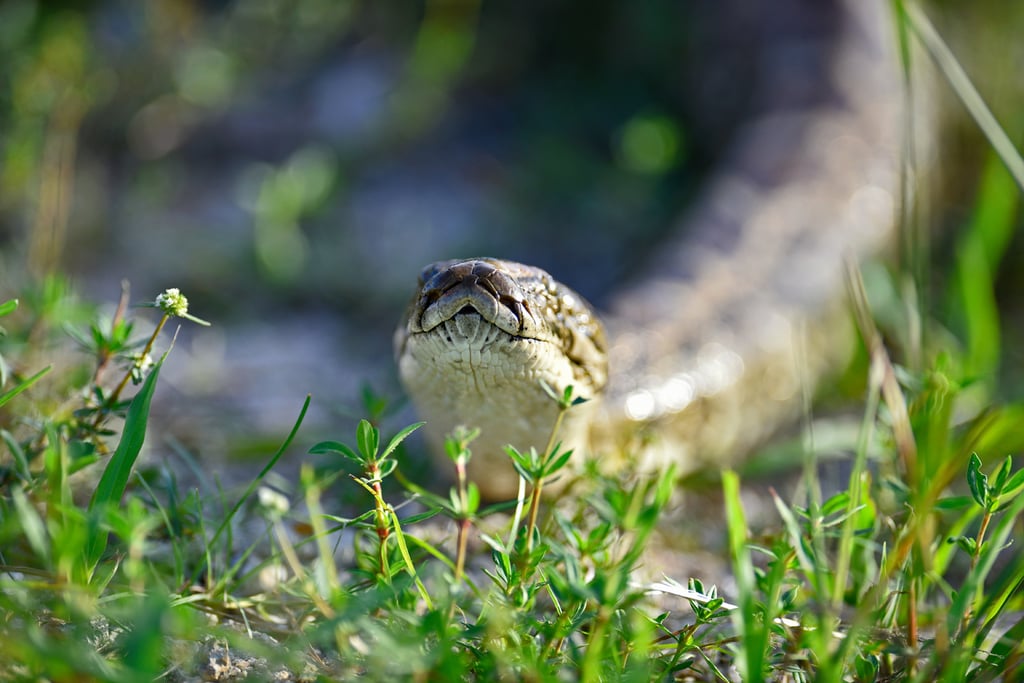 Hace unos meses se registró el fallecimiento de una persona, víctima de mordedura de serpiente, en una comunidad rural del estado. (EL SIGLO DE TORREÓN)