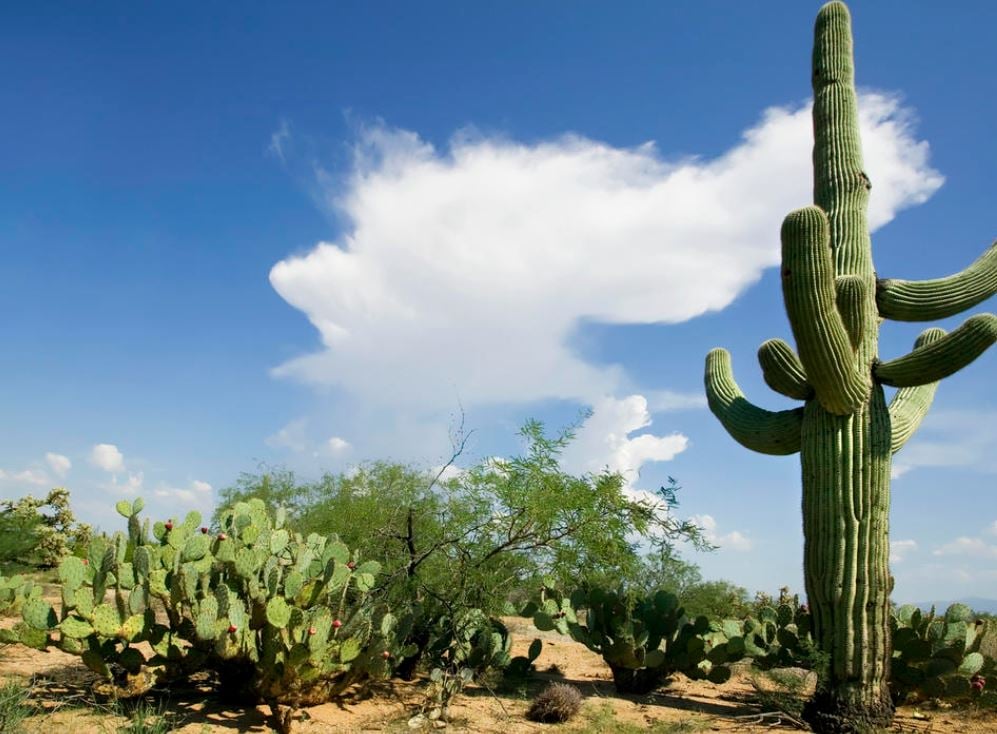 Invitan A Sumarse A La Observaci N De Cambios De Especies De Flora Y Fauna De Coahuila El