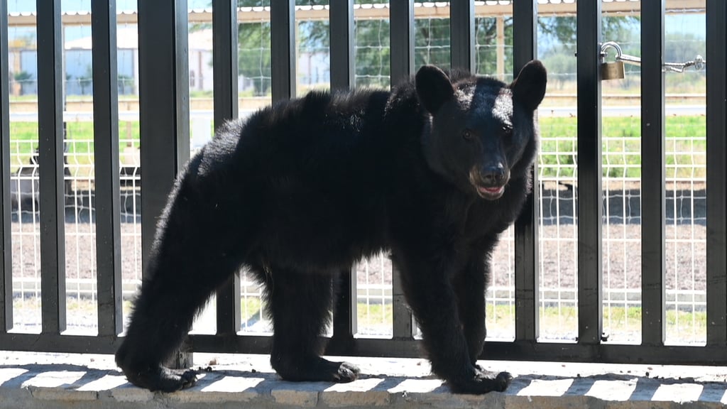 El oso negro se encuentra en la Reserva Ecológica Peñoles y está ganando peso para después ser reintegrado a su hábitat natural. (VERÓNICA RIVERA)