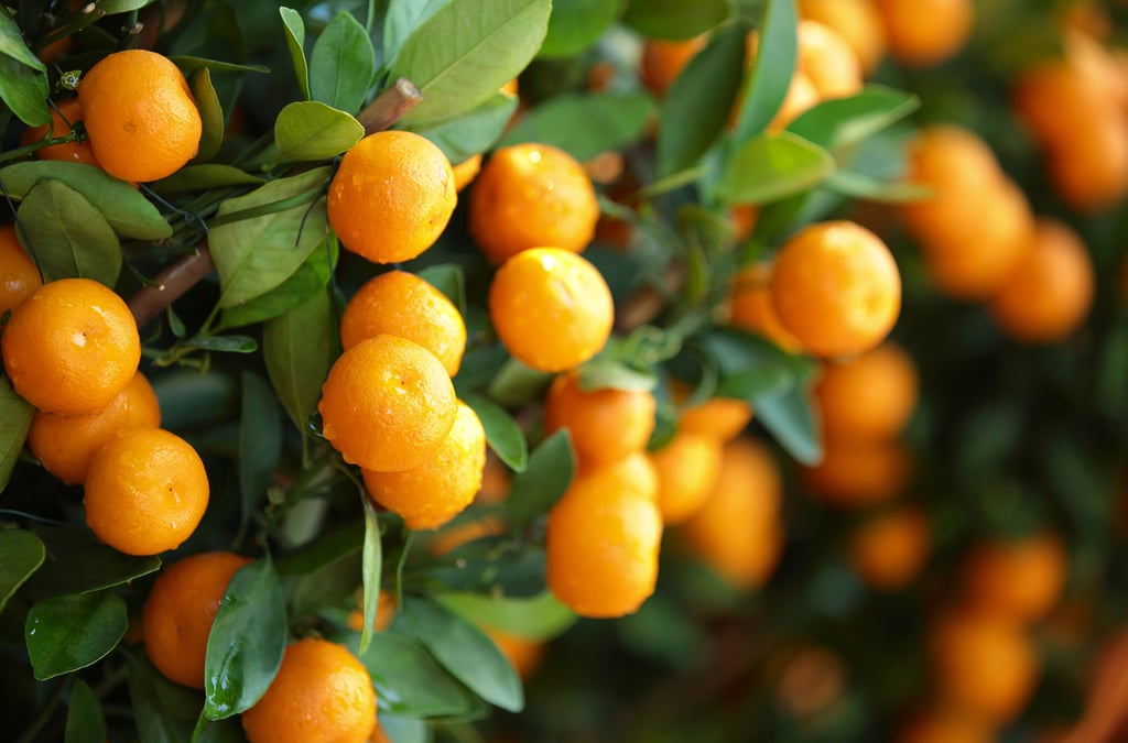 México se ubica como el quinto productor mundial de naranja. (CORTESÍA)