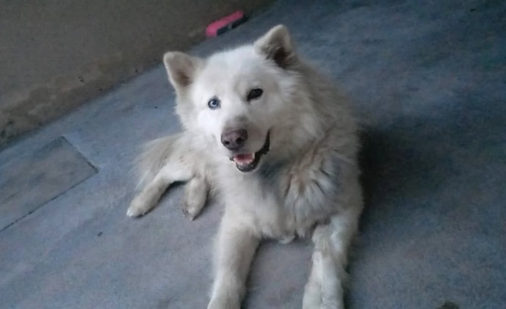 Perro localizado sin vida en Saltillo no es 'Ghost' | El Siglo de Torreón