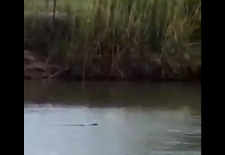 Difunden nuevo video de un presunto cocodrilo en el río Bravo | El Siglo de  Torreón