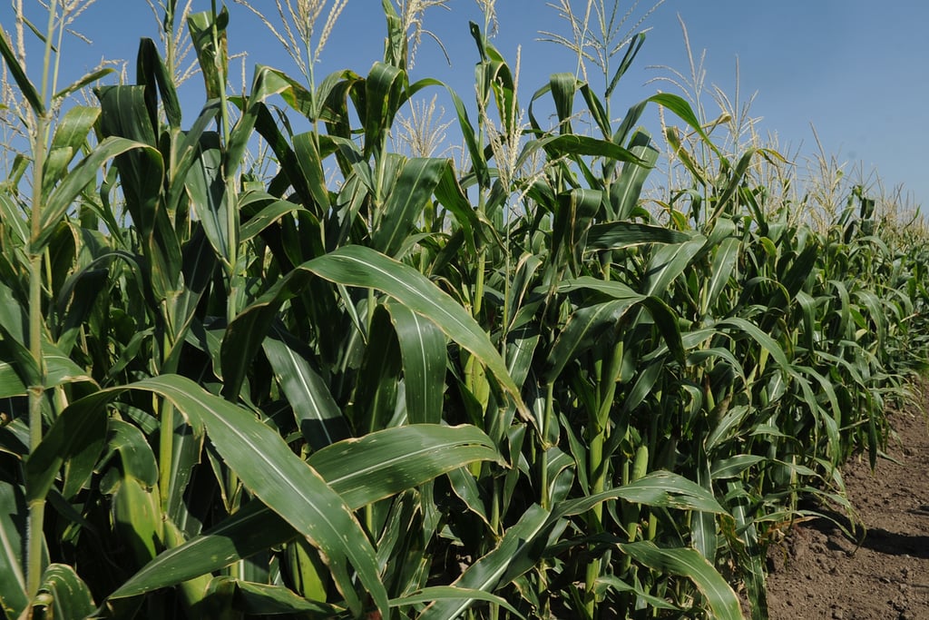 Lluvias beneficiarán a productores agrícolas y ganaderos. (EL SIGLO DE TORREÓN)