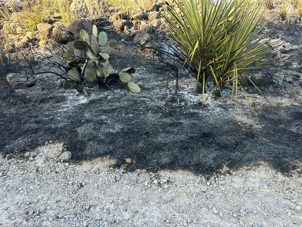  Como resultado de este incendio se dañaron palmas y mezquites, además de orégano que se cultiva en esa región. (EL SIGLO DE TORREÓN)